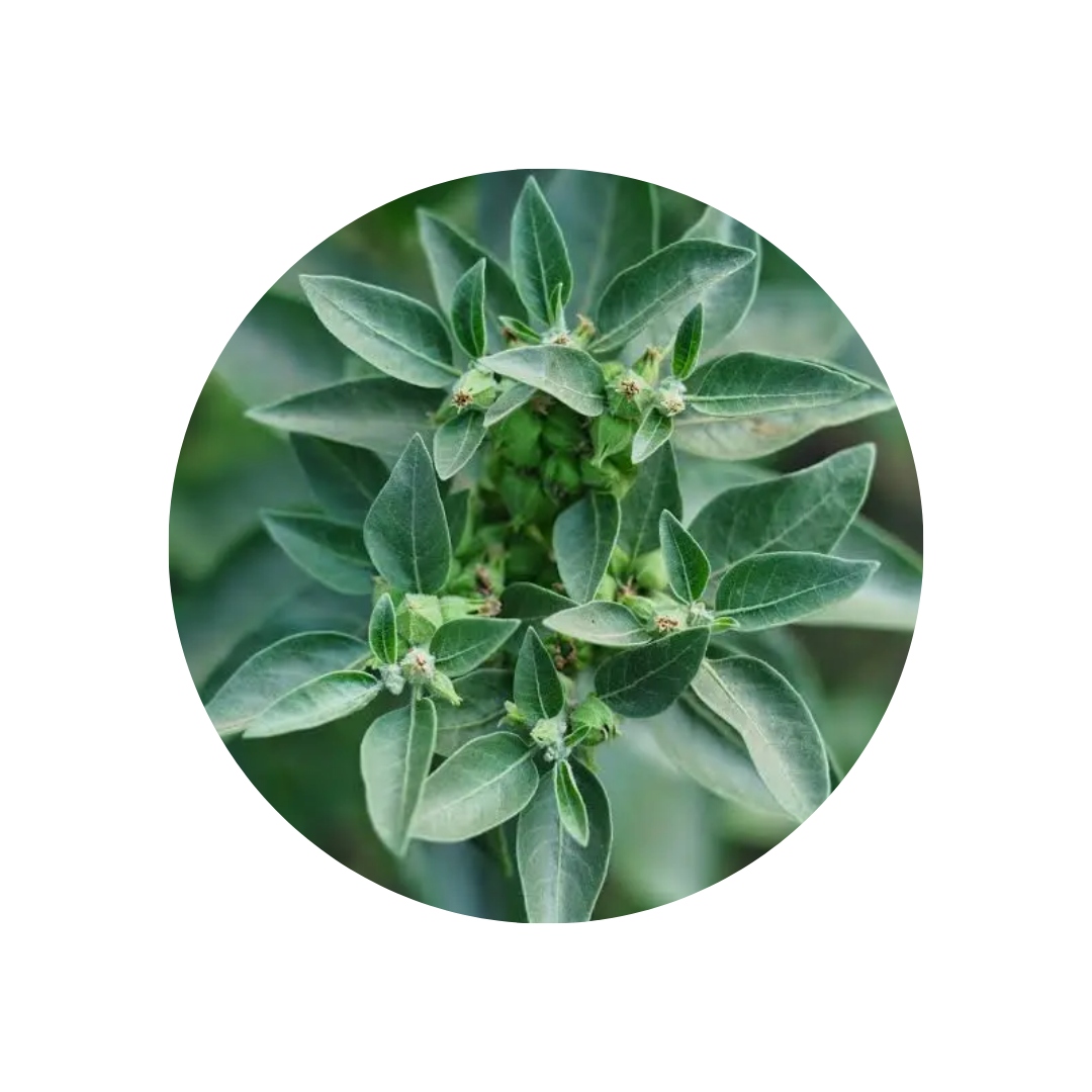 Ashwagandha